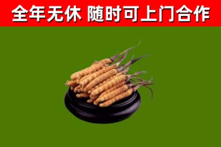 孙吴烟酒回收冬虫夏草.jpg